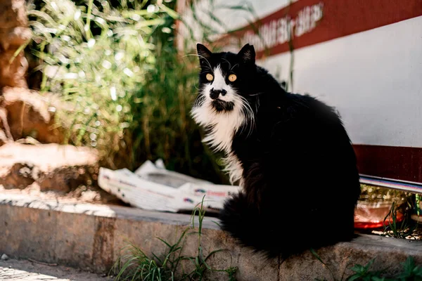 白いマーキングの猫と美しい長い髪の黒 — ストック写真