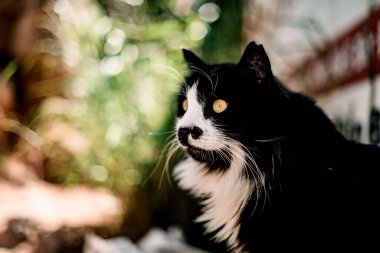 Güzel, uzun siyah saçlı, beyaz çizgili kedi portresi.