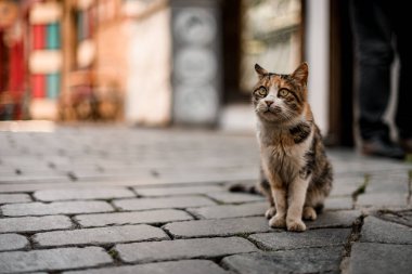 Çizgili kırma kedi caddede oturuyor.