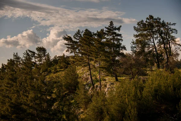 Vista de vale verde com árvores de coníferas perenes e céu com nuvens no fundo — Fotografia de Stock