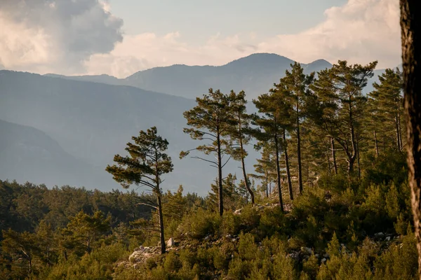 Kilátás zöld völgy örökzöld tűlevelű fák és ködös hegyek a háttérben — Stock Fotó
