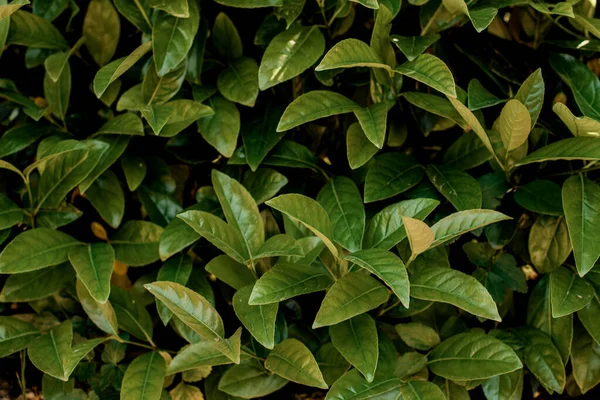 Magnífica vista de las hermosas hojas verdes frescas de la planta — Foto de Stock