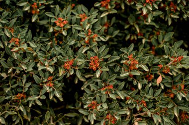 Küçük yeşil yaprakları ve parlak turuncu çiçekleri olan çalılara yakın çekim