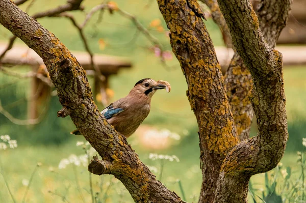 Barevný jay sedí na silné větvi a drží v zobáku arašídovou skořápku. — Stock fotografie