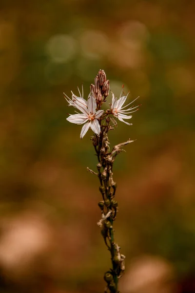 Close-up van mooie kleine witte bloeiende wilde bloem op een wazig natuurlijke achtergrond. — Stockfoto