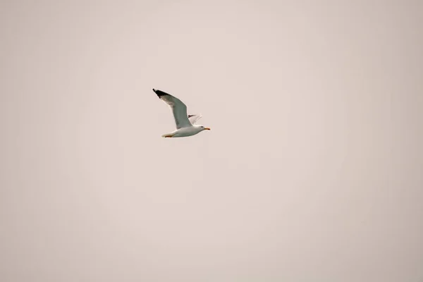 Wonderful view of beautiful lonely seagull flying in the clear sky. — Stock Photo, Image