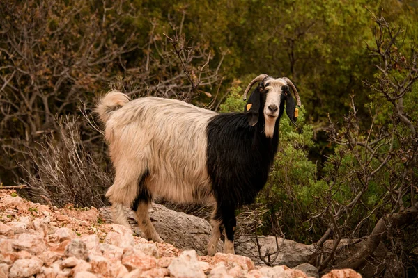 Black and white hairy goat with nice curled horns — Stock Photo, Image