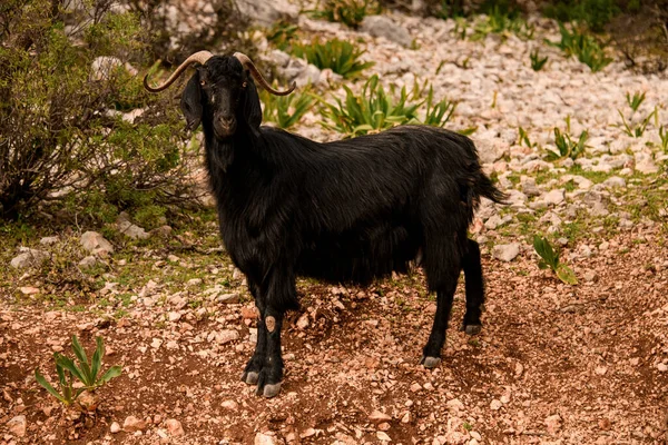 Cute black hairy goat with nice curled horns — Stock Photo, Image