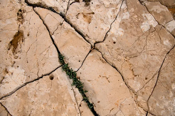 Textura de piedra natural con grietas en la superficie y planta verde creciendo en ella. — Foto de Stock