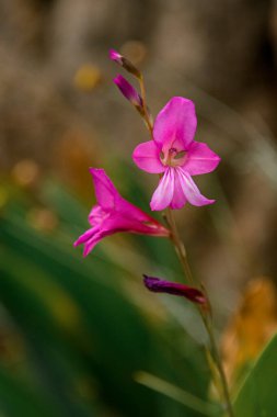 Bulanık doğal bir arka planda, güzel, pembe, açan kır çiçeğinin yakın plan görüntüsü..