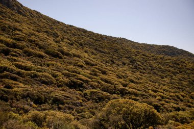 Tepede yetişen yeşil ağaçların ve çalıların manzarası.