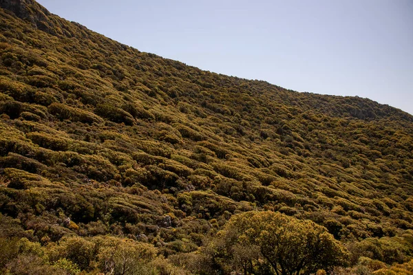 Tepede yetişen yeşil ağaçların ve çalıların manzarası.