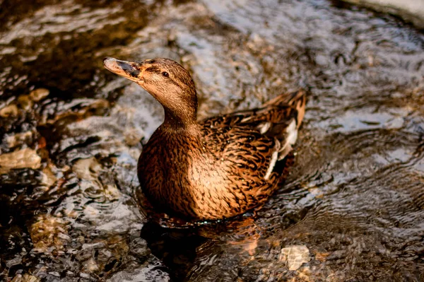 Vista de cerca del hermoso pato salvaje hembra nadando en el agua —  Fotos de Stock