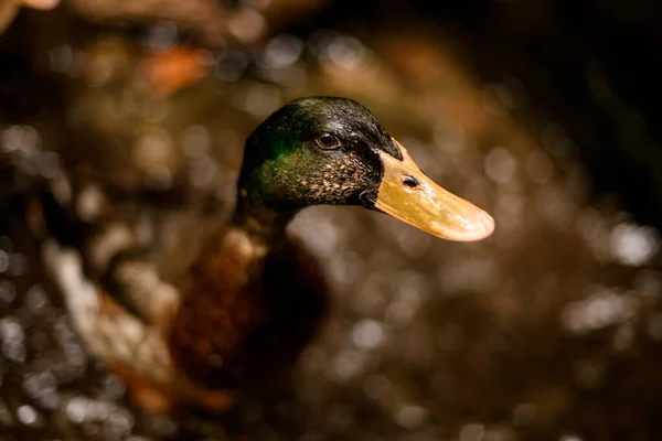 Foco seletivo na bela cabeça de patos selvagens em um fundo turvo. — Fotografia de Stock