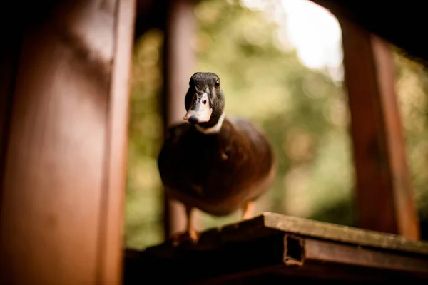Precioso retrato de pato de pie sobre plataforma de madera en el fondo borroso — Foto de Stock