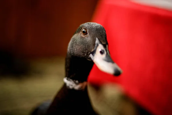 Close-up of a ducks head on a blurred background — Stock Photo, Image