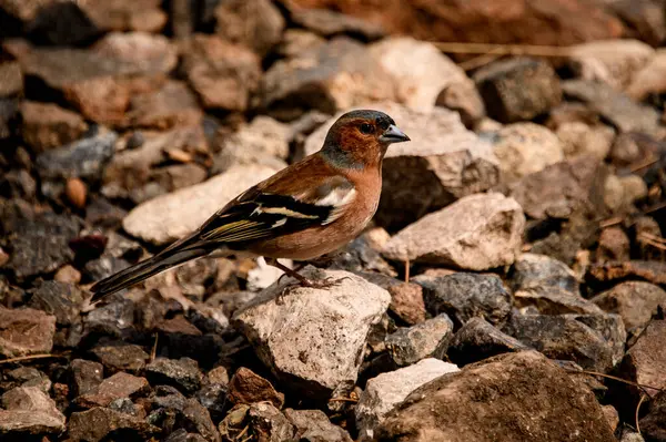 Prachtig uitzicht op een mannelijke chaffinch Fringilla coelebs zittend op stenige grond — Stockfoto