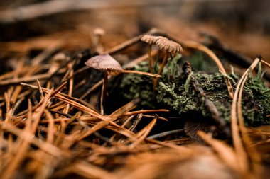 Ormandaki küçük mantar mantarları yosunların arasında büyüyor.