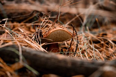 Sonbahar ormanlarında yetişen tatlı, kahverengi, yenilebilir mantar.