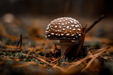 Zehirli ve zehirli sineksi mantarın seçici odağı