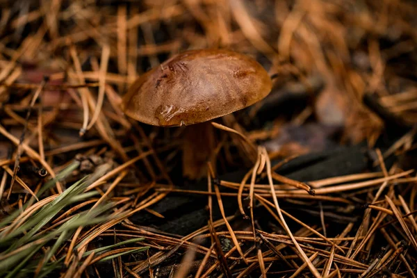 Närbild av brun ätlig svamp som växer bland grön mossa — Stockfoto