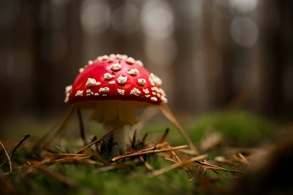 Accent sélectif sur la croissance agarique de la mouche rouge chez la mousse verte — Photo