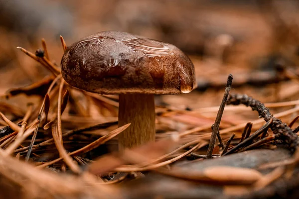 Крупный план красивых грибов с капельками росы на крышке в осеннем лесу среди сухих сосновых иголок — стоковое фото