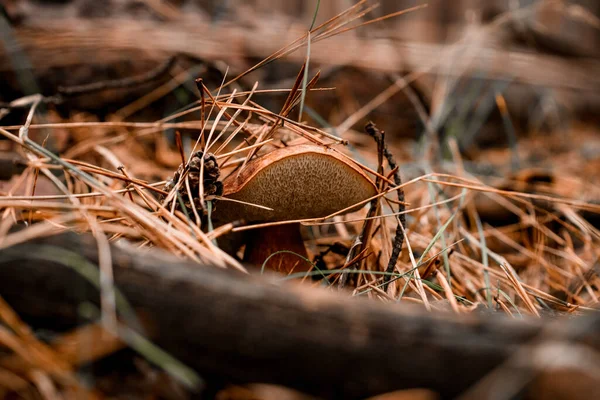 Милый коричневый съедобный гриб, растущий в осеннем лесу — стоковое фото
