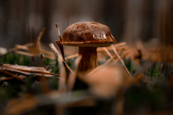 緑の苔の間で成長する茶色の食用キノコに注目し — ストック写真