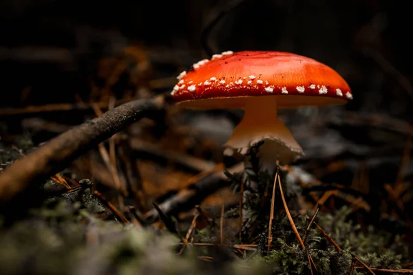 Красивий гриб з яскраво-червоною шапочкою з білими плямами, що ростуть в осінньому лісі — стокове фото