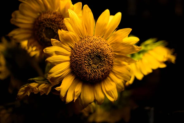 Close-up of bright yellow sunflower flower in bouquet — Stock Photo, Image