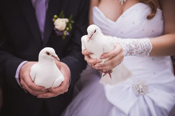 Dride y novio sosteniendo palomas blancas — Foto de Stock