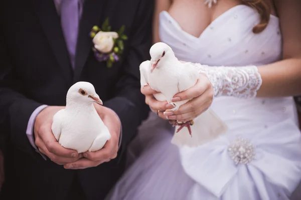 Dride ve beyaz güvercin tutan damat — Stok fotoğraf