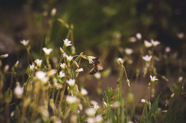 Bee zitplaatsen op witte voorjaar bloem — Stockfoto