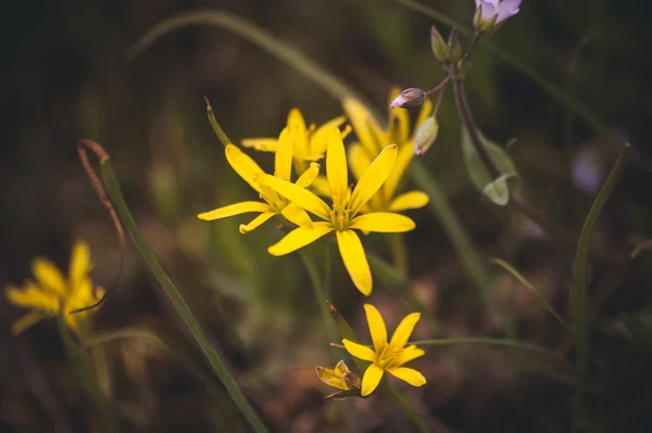 Wild gele voorjaar bloemen primrose — Stockfoto