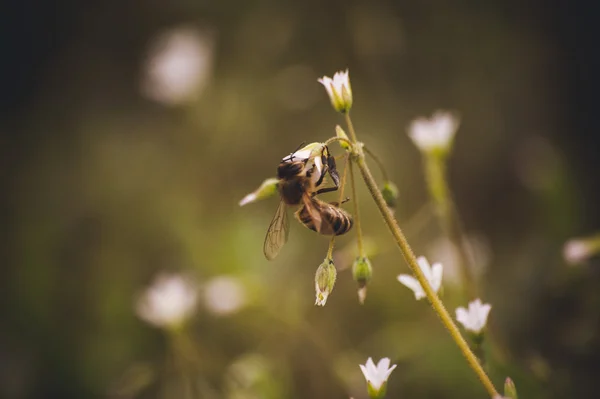 Pszczoła siedzenia na biały jary kwiat — Zdjęcie stockowe