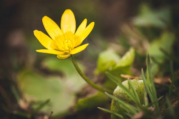 Wild yellow spring flowers primrose — Stock Photo, Image