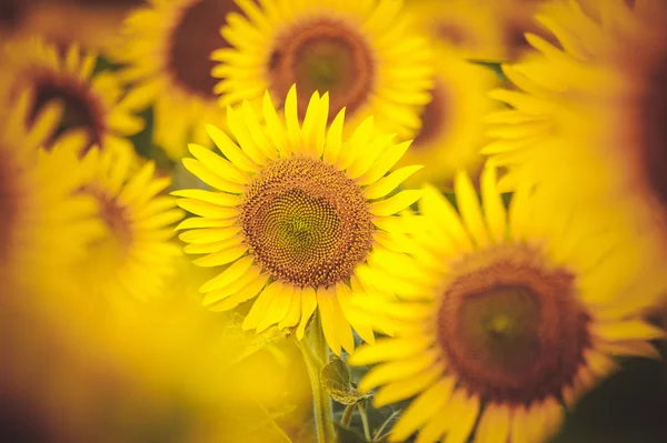 Yellow sunflower field close up — Stock Photo, Image