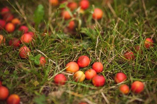 Wild yellow plum in grass — Stock Photo, Image