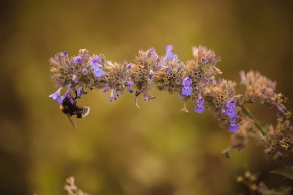 Bumblebee on purple flower close up — Stock Photo, Image