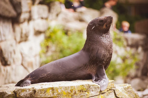 Sea lion seal posing on rock — Stock Photo, Image