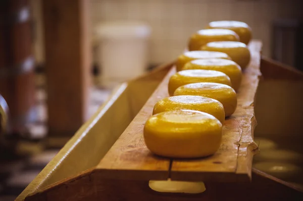 Varias ruedas de queso maduras exhibidas en estantes —  Fotos de Stock