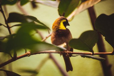 güzel kuş ağacında siting