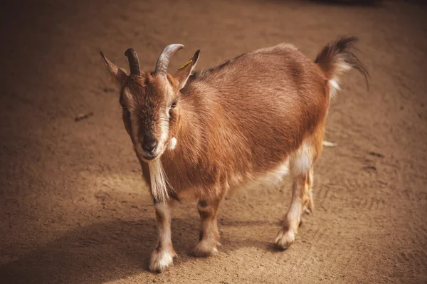 Young brown goat in meadow — Stock Photo, Image