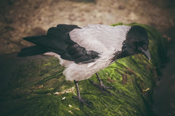 Young black and white magpie  walking on green grass looking at the camera — Stock Photo, Image