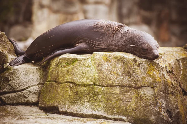 Lazy sea lion sleeping on a rock — Stock Photo, Image