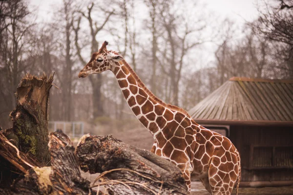 Girafes dans le parc zoologique safari — Photo