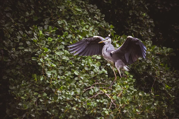 Grand Héron - profil gauche — Photo