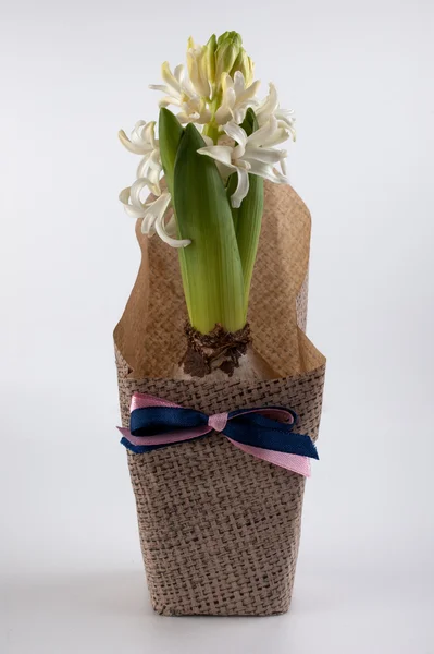 Bílý květ hyacinth v současné hrnci izolované — Stock fotografie
