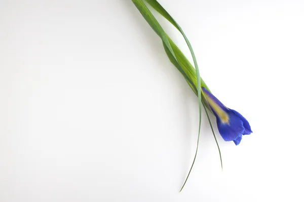 Bourgeons de fleurs d'iris violet foncé isolés sur fond blanc — Photo